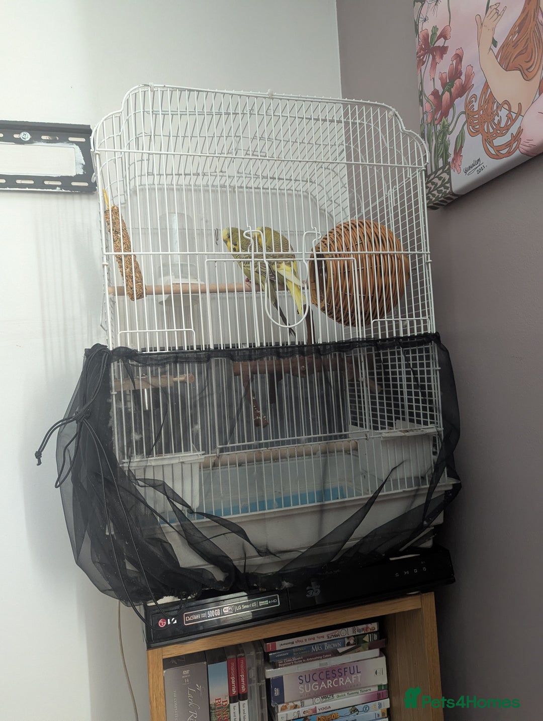 Budgerigars birds for sale: Male and female budgies  - Image 4