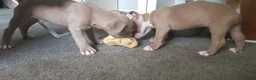American Bully dogs for sale: American pocket bully puppies - Advert 25
