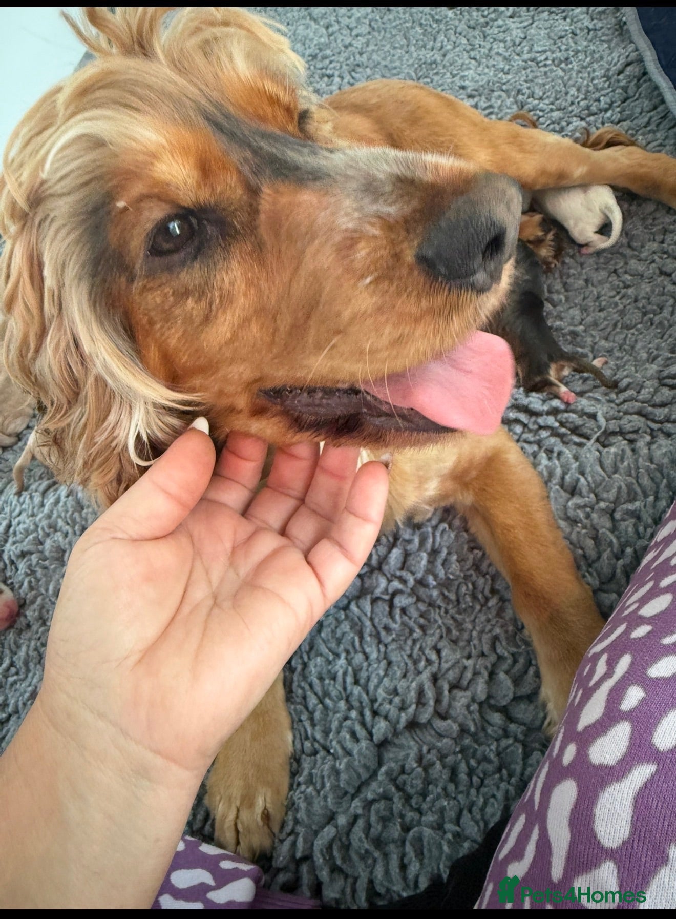 Cockapoo dogs Beautiful f1 sable pups. Full DNA & health clear. - Advert 1