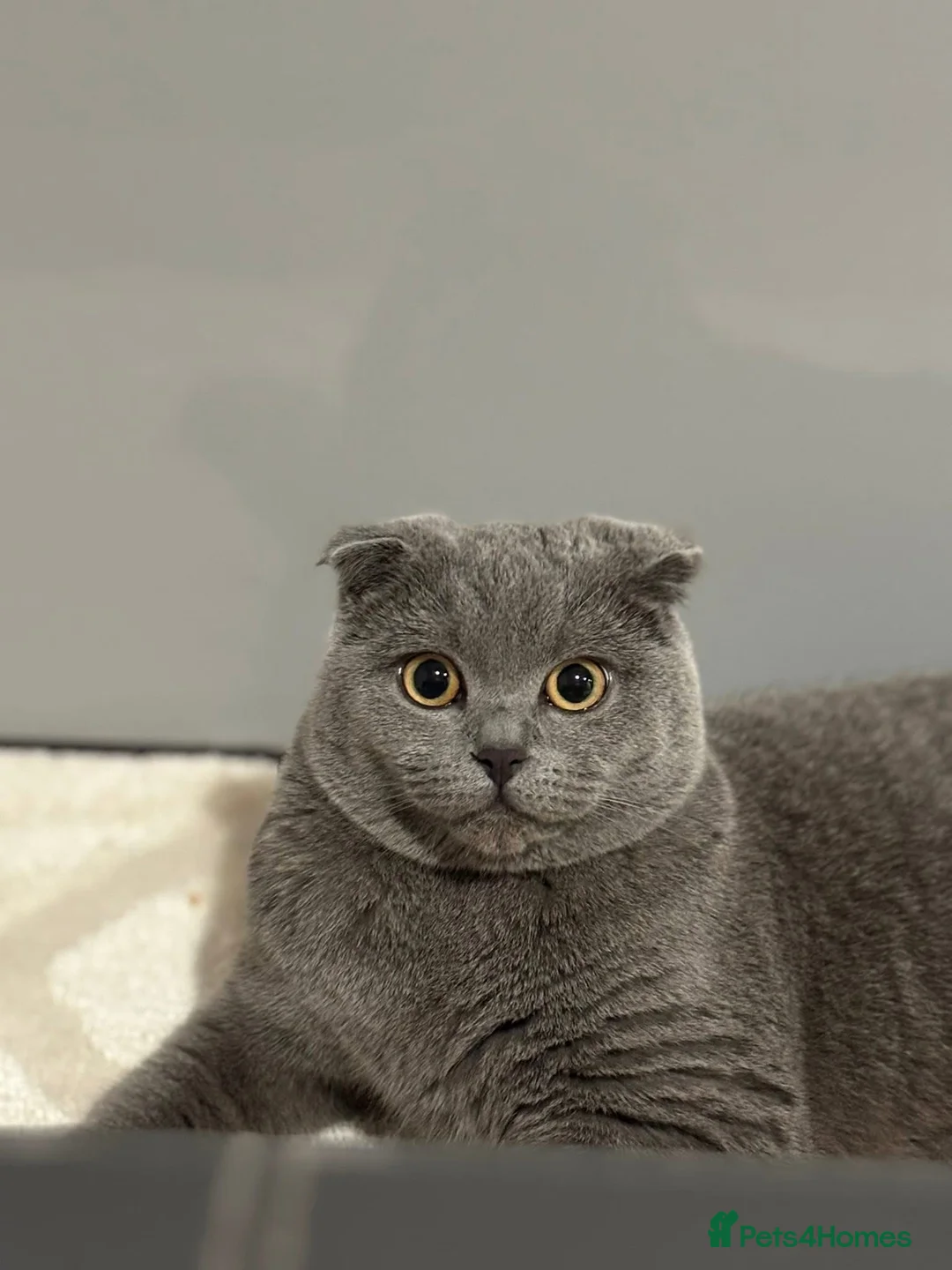 Scottish Fold cats for stud: Scottish fold champion available for stud - Advert 3