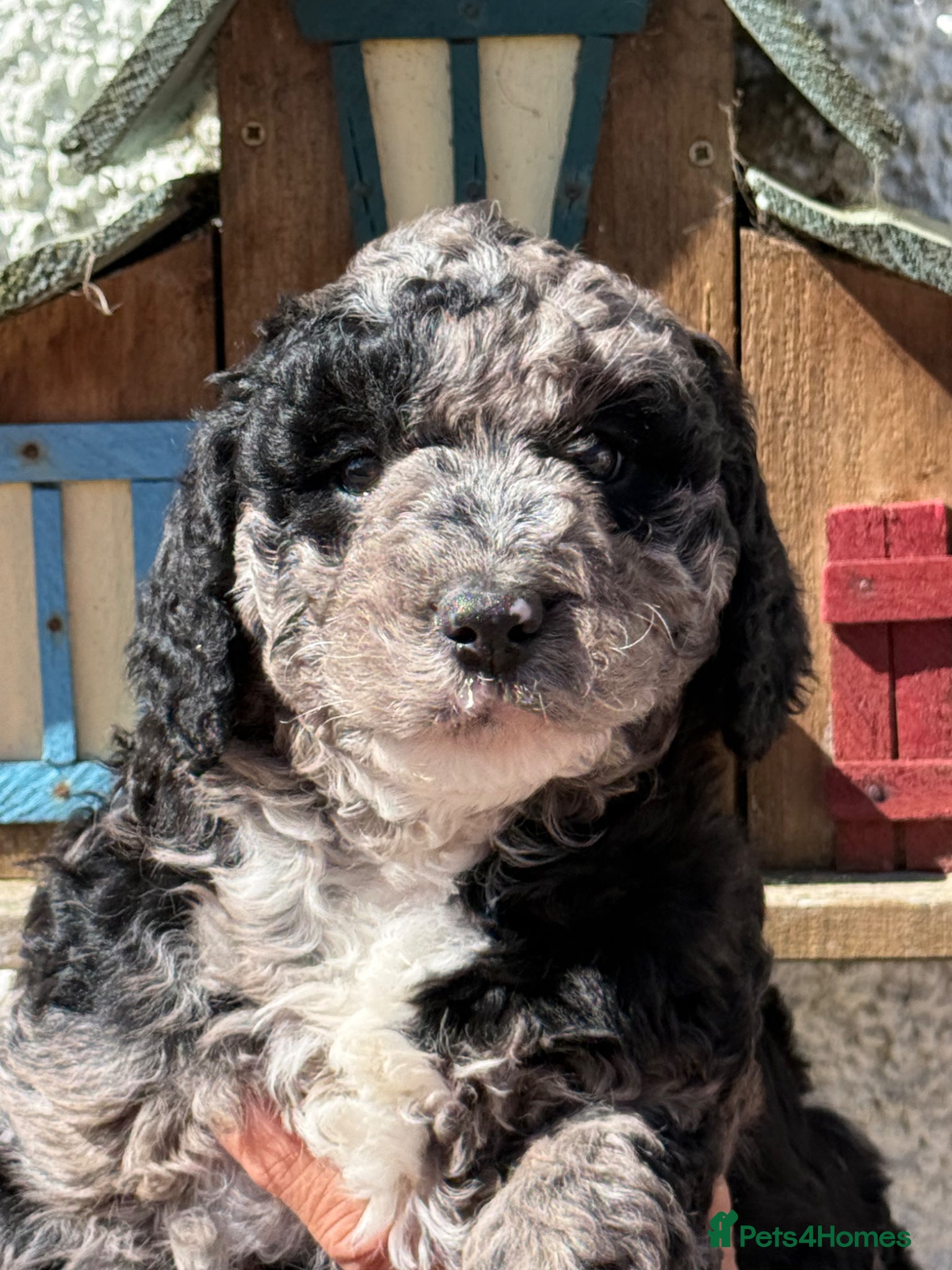 Labradoodle dogs F1 Miniature Labradoodle.  - Advert 5