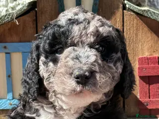 Labradoodle dogs F1 Miniature Labradoodle. - Advert 1