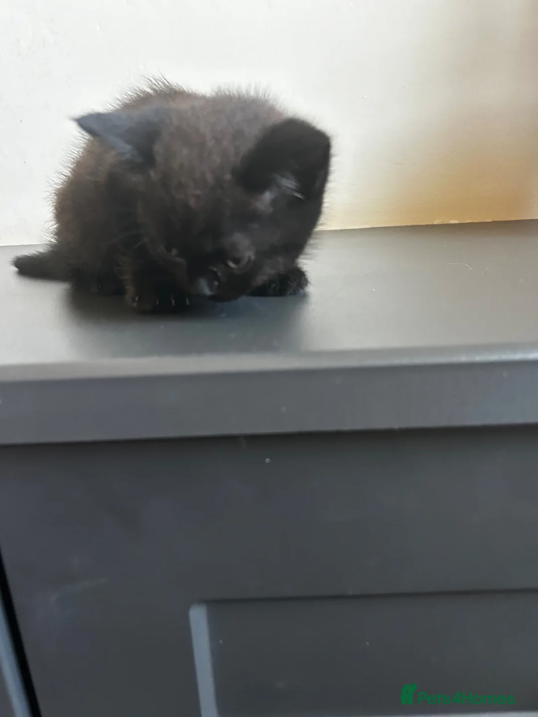 Mixed Breed cats for sale: 1 x black kitten in Taunton - Advert 3