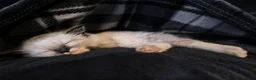 Ragdoll cats for sale: Sweet Ragdoll Kittens Looking for Loving Families  - Advert 25