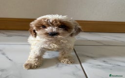 Cockapoo dogs for sale: 💙💙Cockerpoos🩷🩷 Ready Now💙🩷 - Image 1