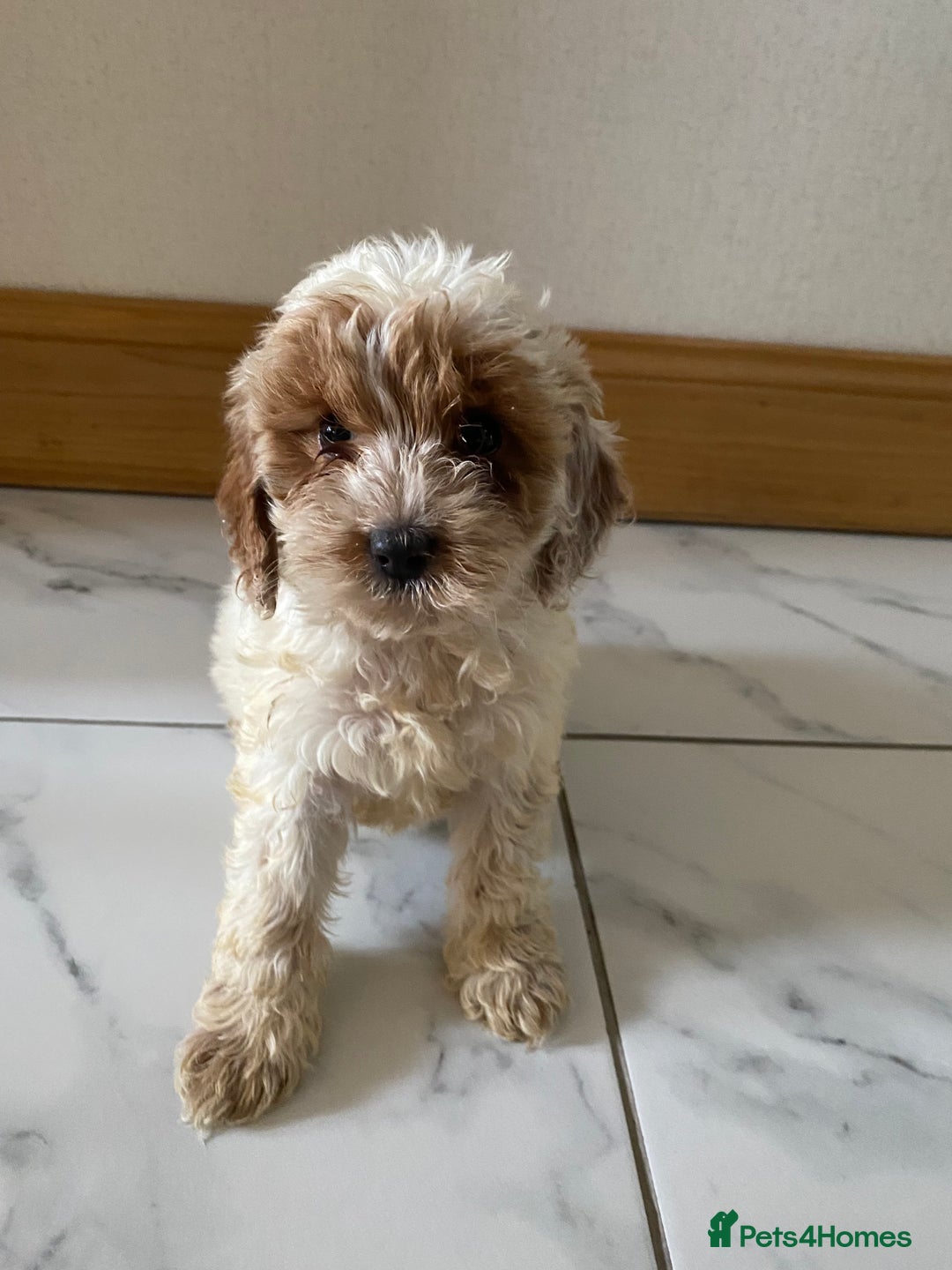 Cockapoo dogs for sale: 💙💙Cockerpoos🩷🩷 Ready Now💙🩷 - Image 1