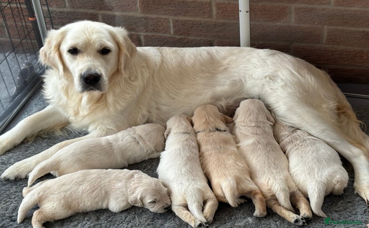Golden Retriever dogs - Advert 2