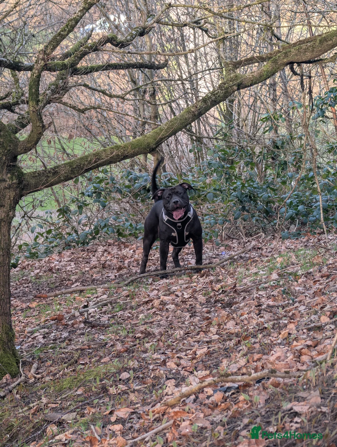 Mixed Breed dogs for sale: Gentle Giant Seeking Calm Home (3yrs, 50kg) - Advert 4