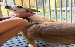 Mixed Breed dogs for adoption: Meet Bambi, currently residing in Essex  - Image 4