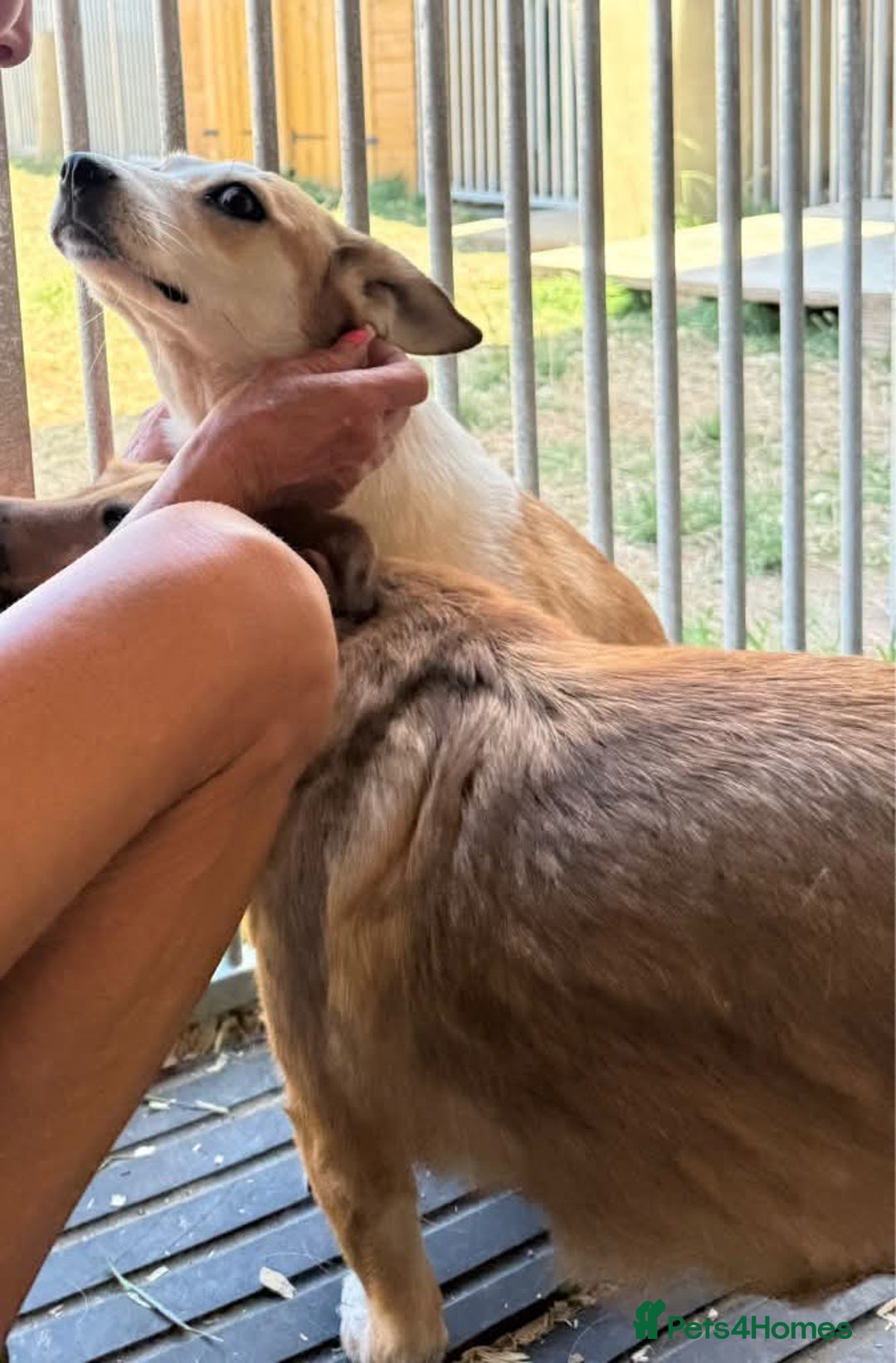 Mixed Breed dogs for adoption: Meet Bambi, currently residing in Essex  - Image 4
