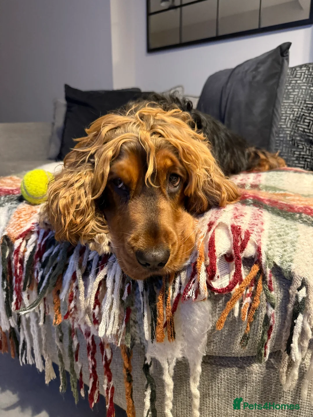 Cocker Spaniel dogs for stud: Tri colour sable cocker spaniel  in Merthyr Tydfil - Advert 2