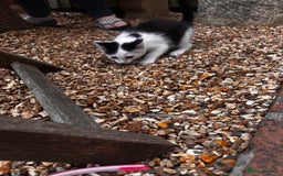 Mixed Breed cats for sale: Kittens for sale  - Image 2