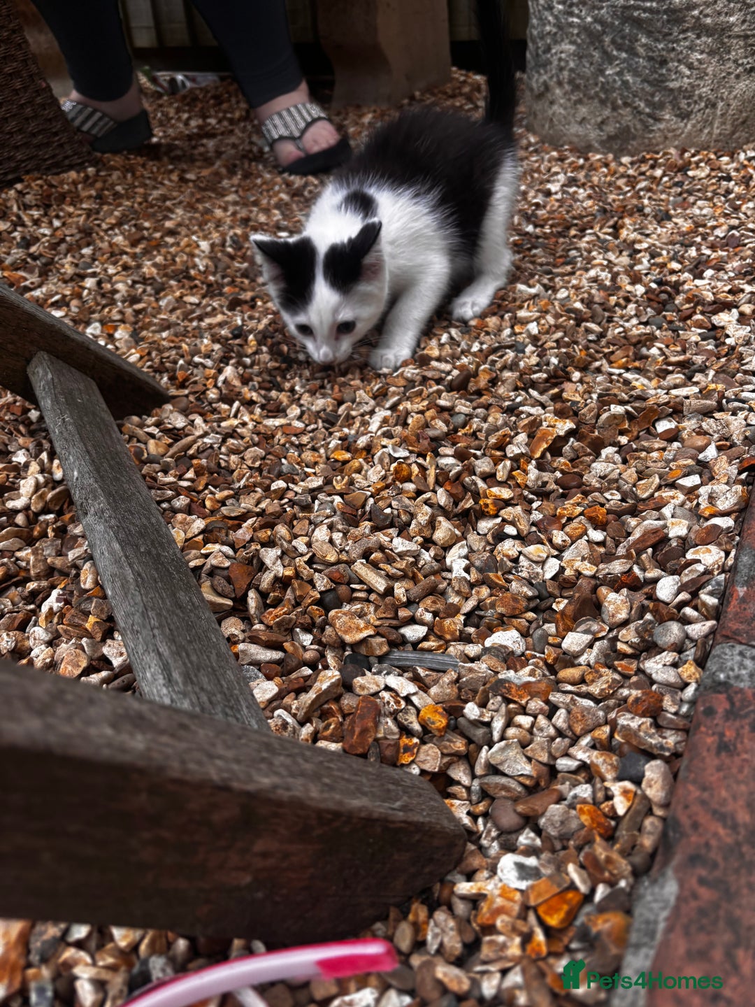 Mixed Breed cats for sale: Kittens for sale  - Image 2