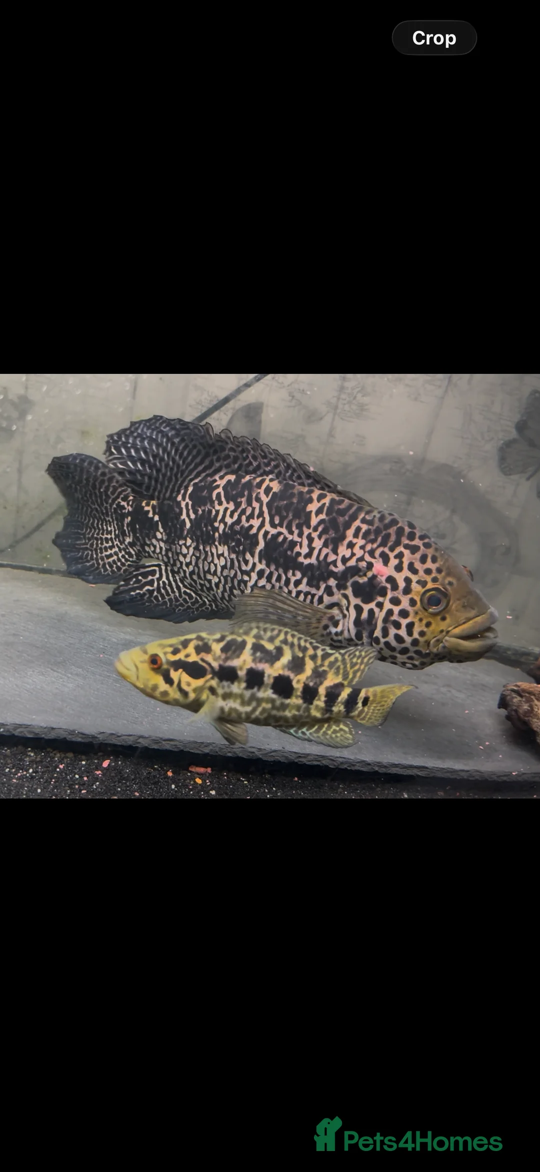 Cichlids fish for sale: 12 inch male jaguar cichlid  - Advert 3