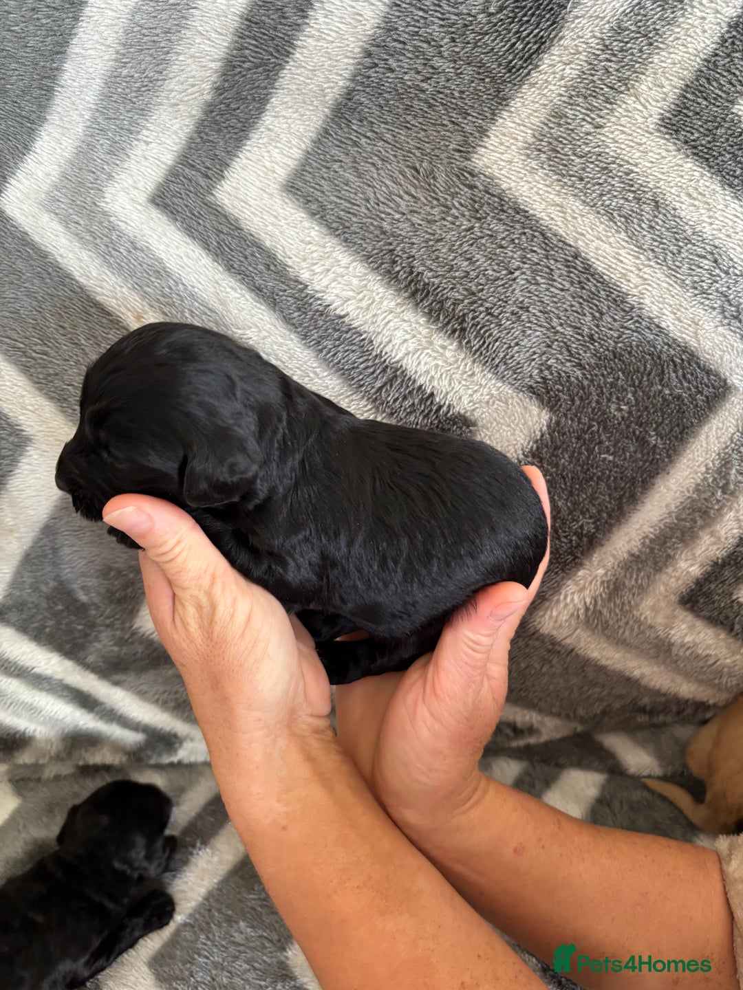 Cockapoo dogs for sale: Cockapoo puppys - Image 9