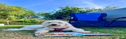 Double Doodle dogs for sale: Double Doodle puppies due August 2026 - Advert 22