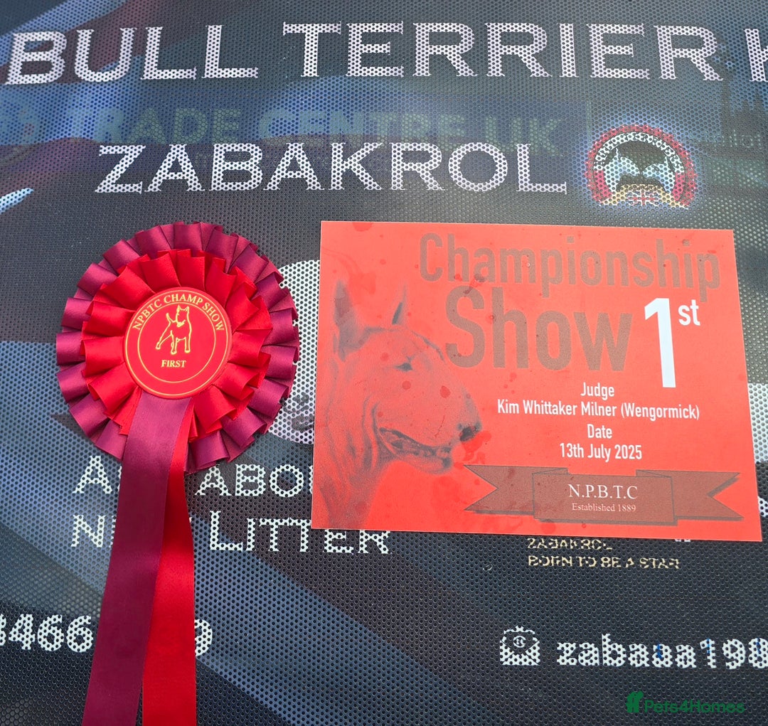 English Bull Terrier dogs for stud: Very strong pedigree , stud dog available now  - Image 8