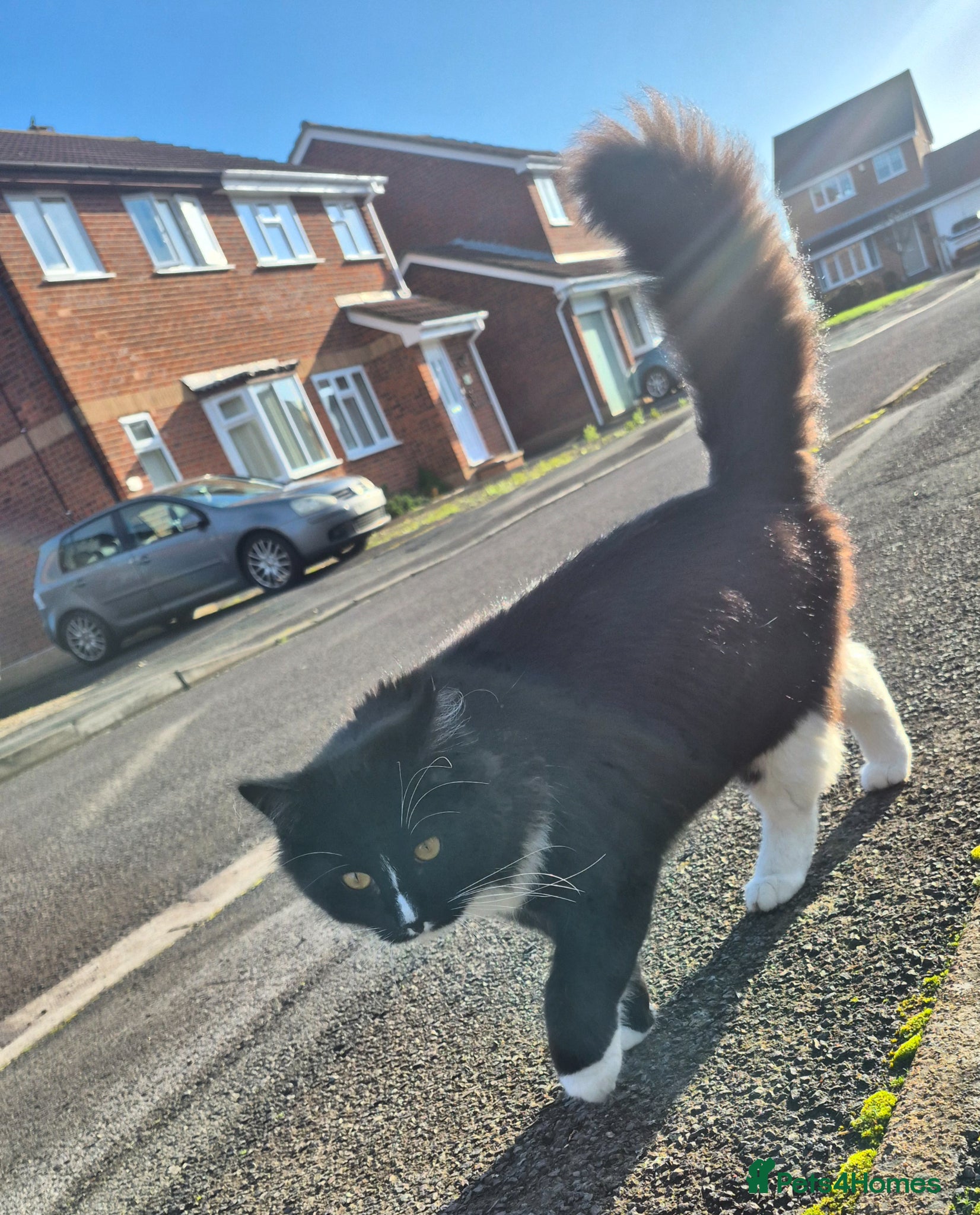 Mixed Breed cats 2 cats boy - Advert 2