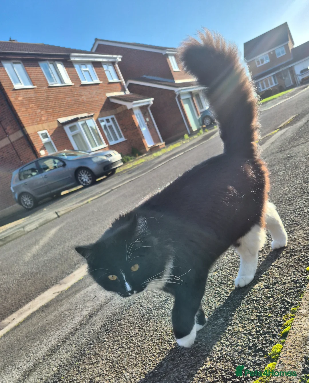 Mixed Breed cats for sale: 2 cats boy - Advert 1