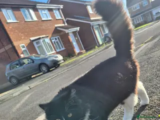 Mixed Breed cats 2 cats boy - Advert 2