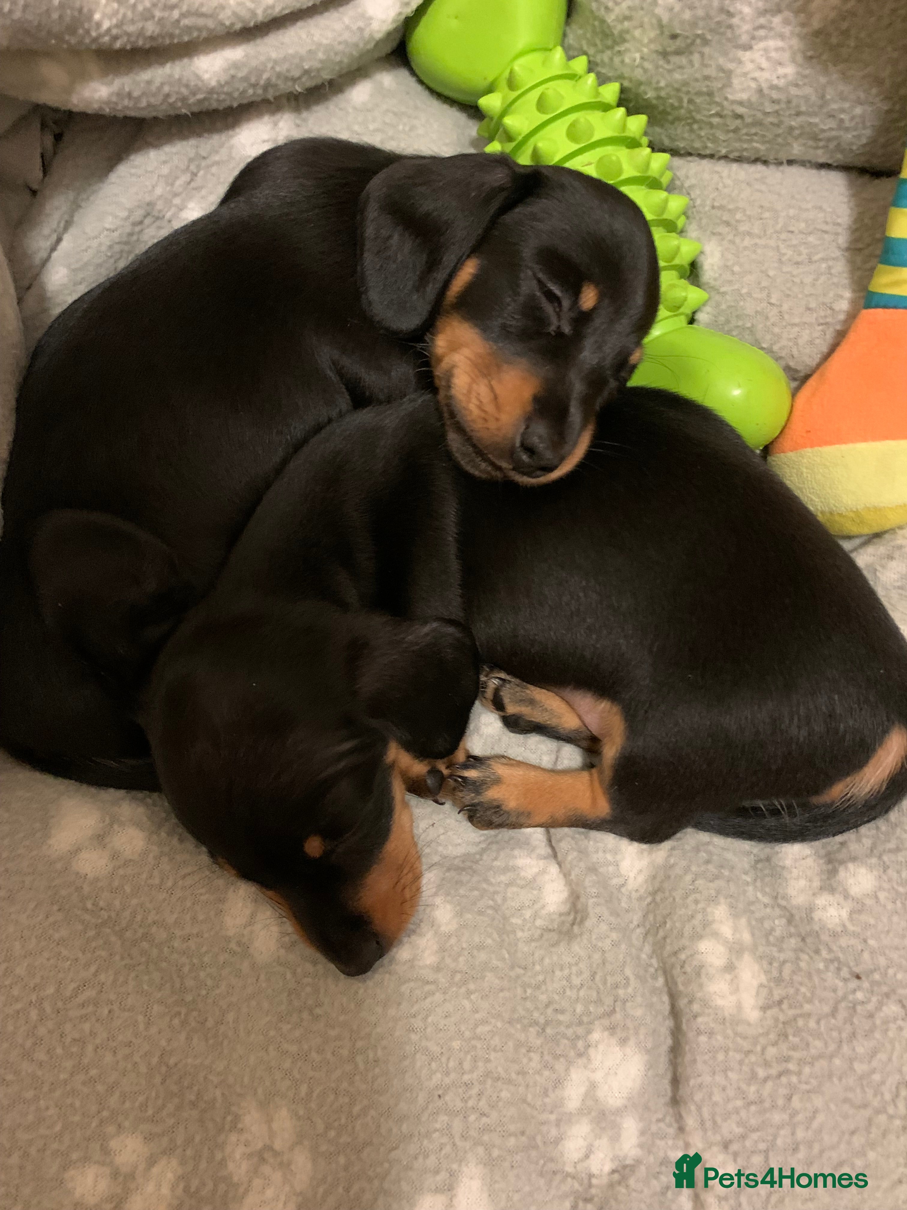 Miniature Dachshund dogs KC registered quality true miniature dachshunds  - Advert 2