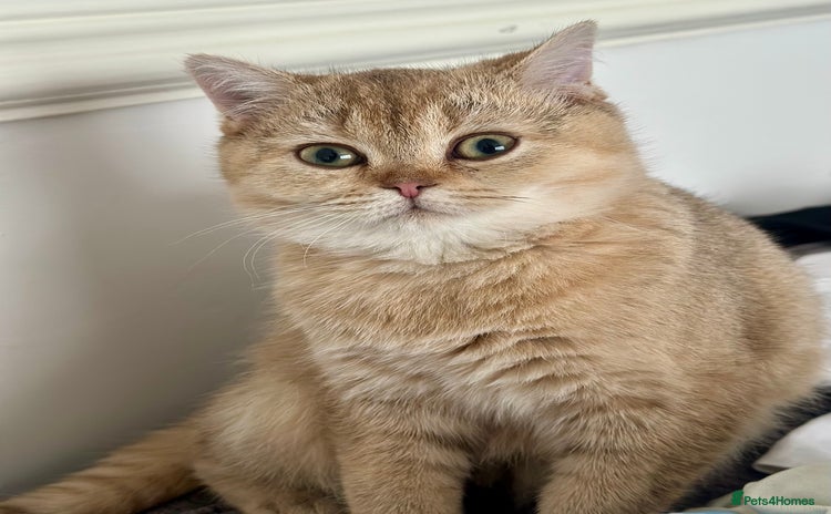 British Shorthair cats - Advert 2