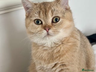 British Shorthair cats - Advert 5