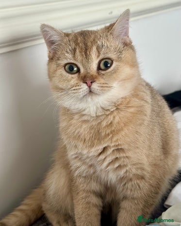 British Shorthair cats - Advert 2