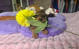 Dachshund dogs for sale: Last one beautiful long-haired dachshunds girl 😍 - Image 9