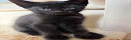 Mixed Breed cats for sale: Black and white kittens  - Advert 10