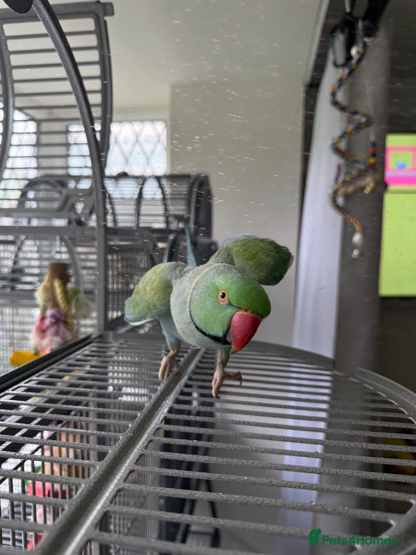 Ringnecks birds Two Beautiful Indian Ringnecks- READ DESCRIPTION  - Advert 1