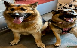 German Shepherd dogs for sale: 8x German Shepherd Puppies - Image 12