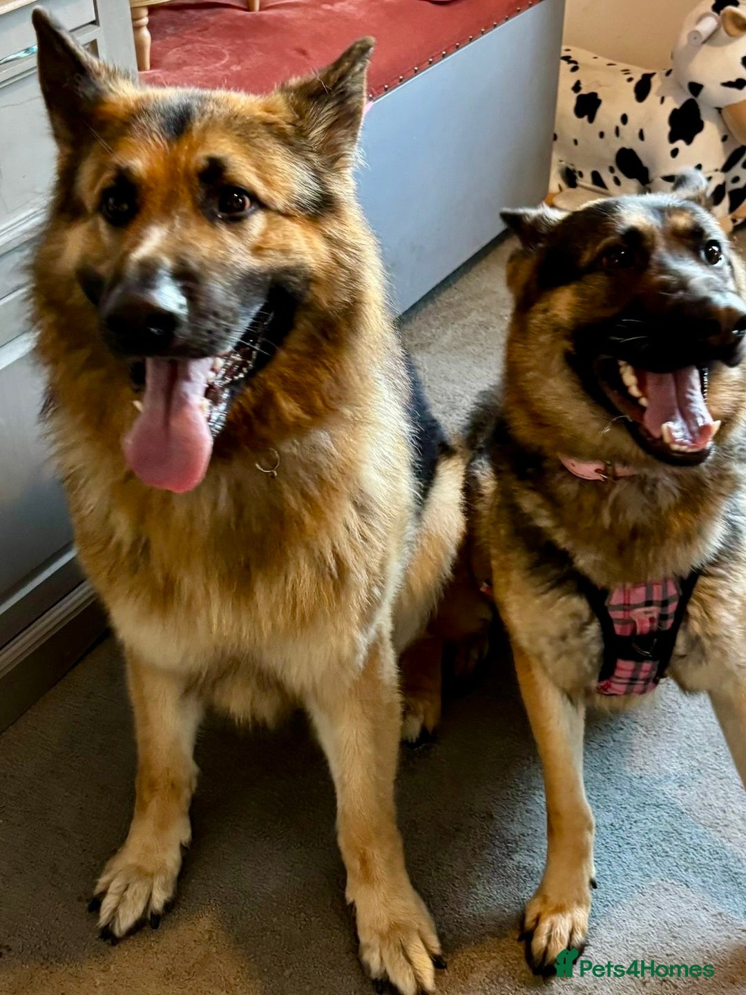 German Shepherd dogs for sale: 8x German Shepherd Puppies - Image 12