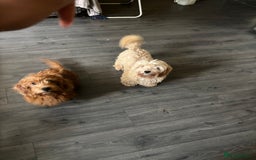 Mixed Breed dogs for sale: 2 puppies for sale  - Image 6