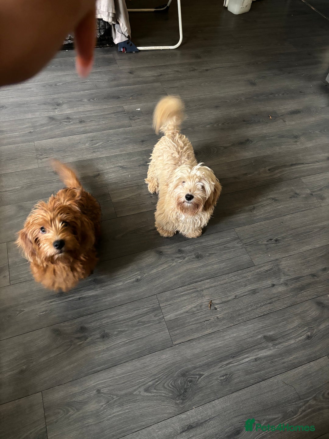 Mixed Breed dogs for sale: 2 puppies for sale  - Image 6