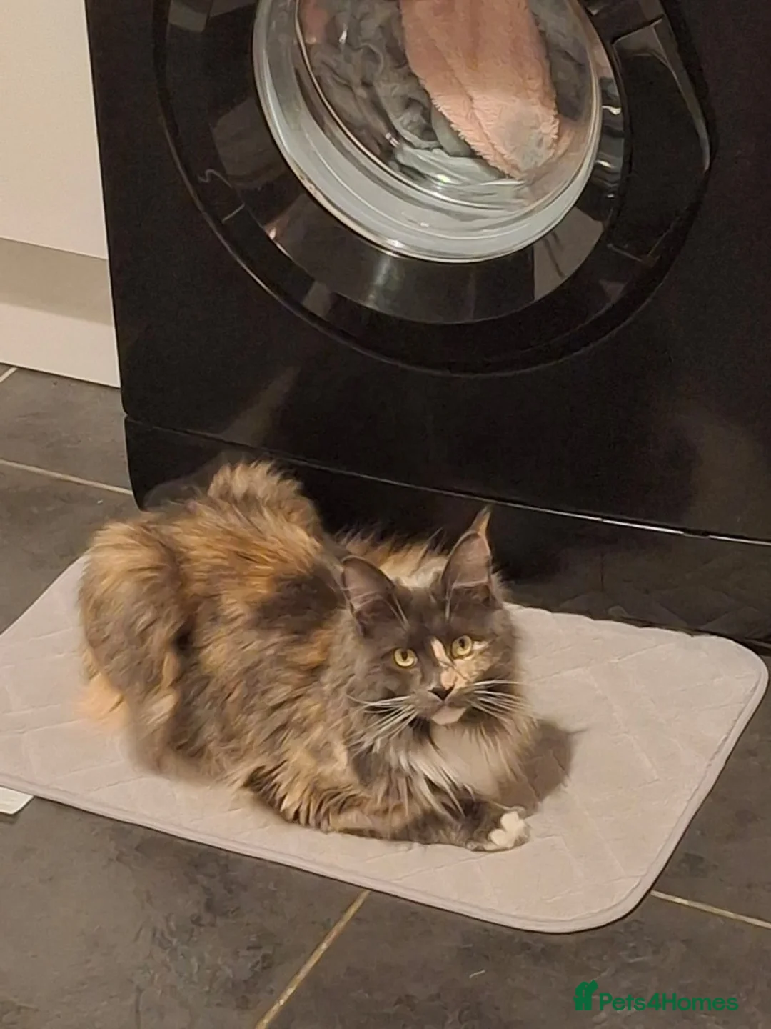 Maine Coon cats for sale: Female Maine Coon - Advert 2