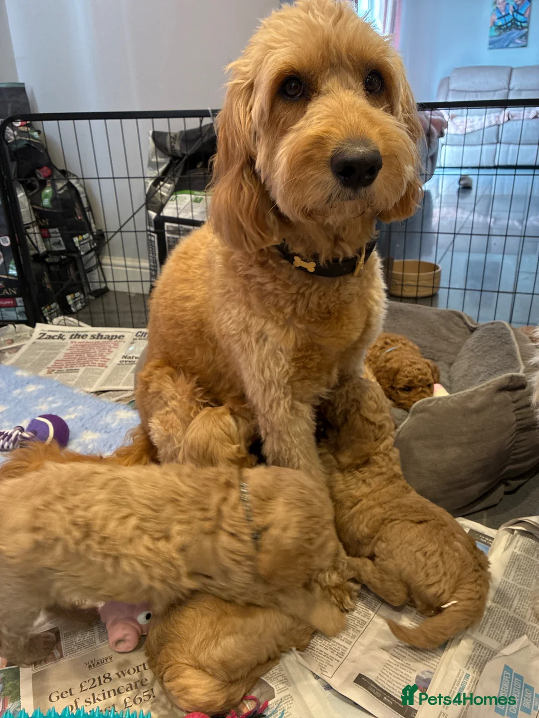 Mini Goldendoodle dogs for sale: F2 golden doodle miniature/medium puppies - Advert 13