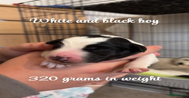Mixed Breed dogs - Advert 2