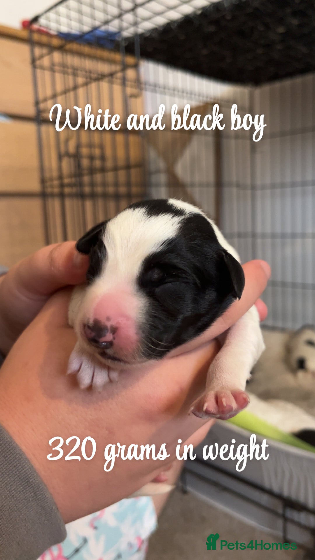 Mixed Breed dogs for sale: Puppies for sale - Image 3