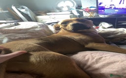 Mixed Breed dogs for sale: Brother and sister needing new homes  - Image 2