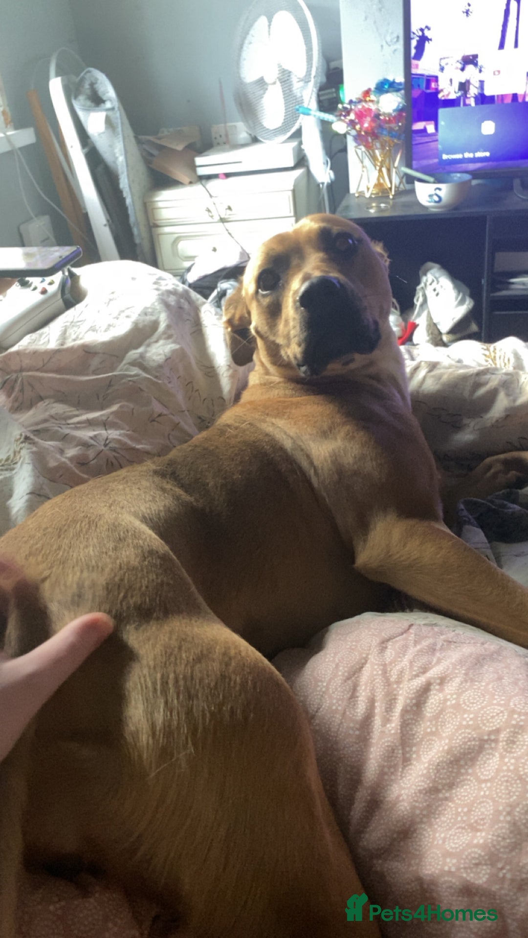 Mixed Breed dogs for sale: Brother and sister needing new homes  - Image 2