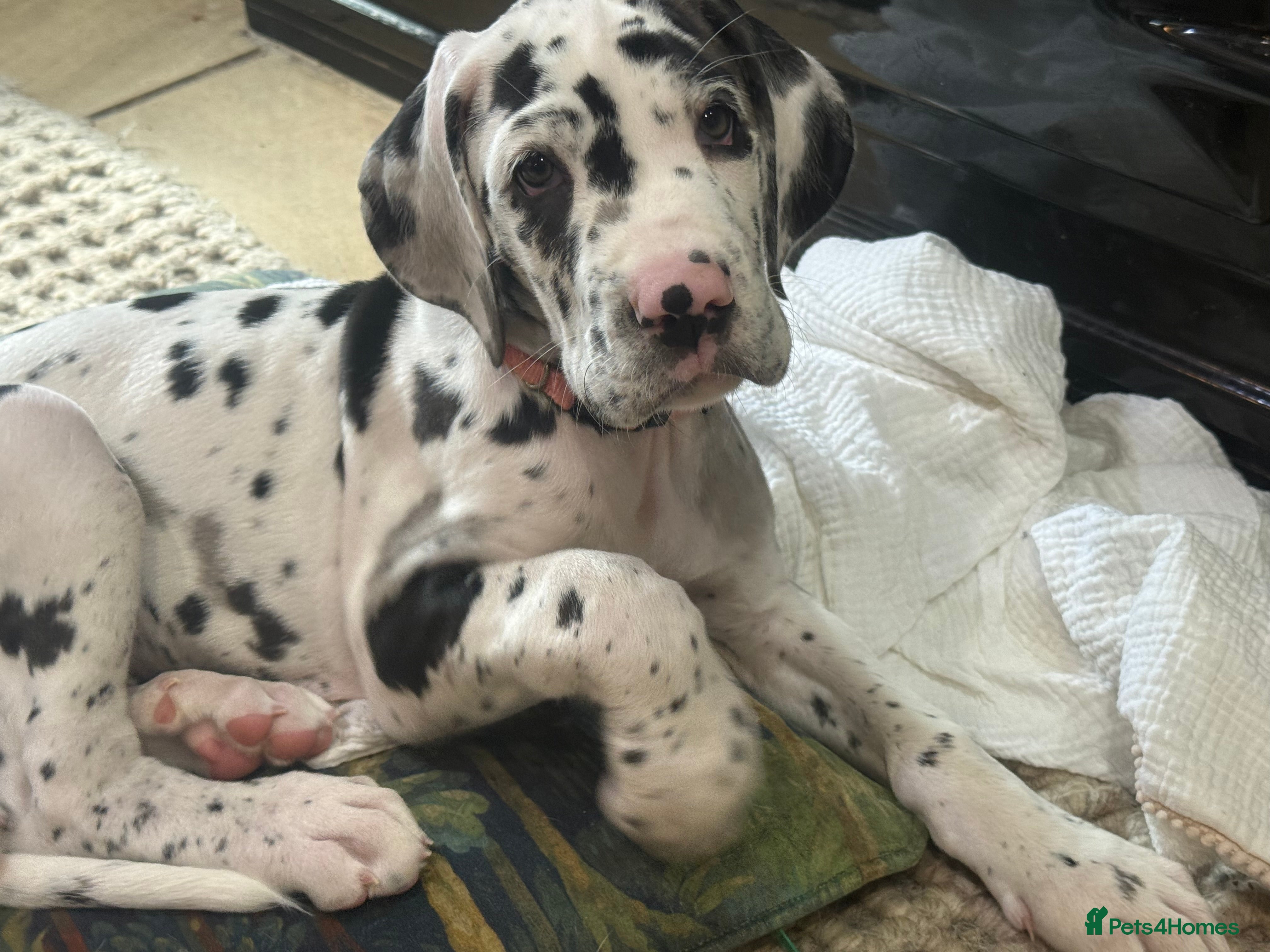 Great Dane dogs 2 Great Dane Puppies for sale  - Advert 5