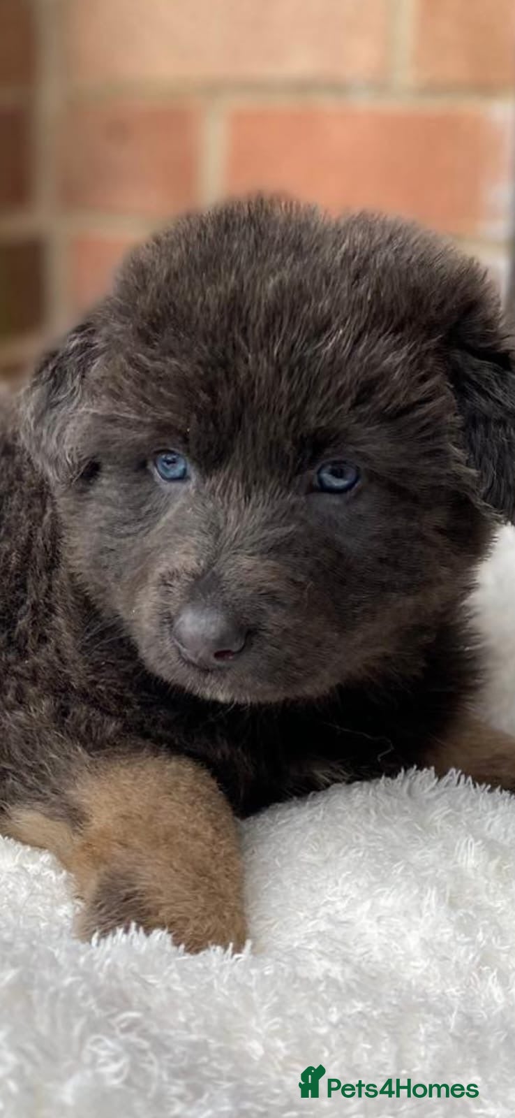 German Shepherd dogs Blue German shepherds Health tested BLUE EYES  - Advert 6