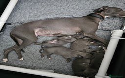 Whippet dogs for sale: excellent litter of Kc reg blue whippet puppies  - Image 6