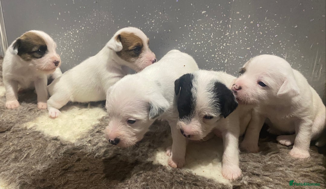 Parson Russell dogs for sale: KC Reg Champion lineage Puppys - Image 19