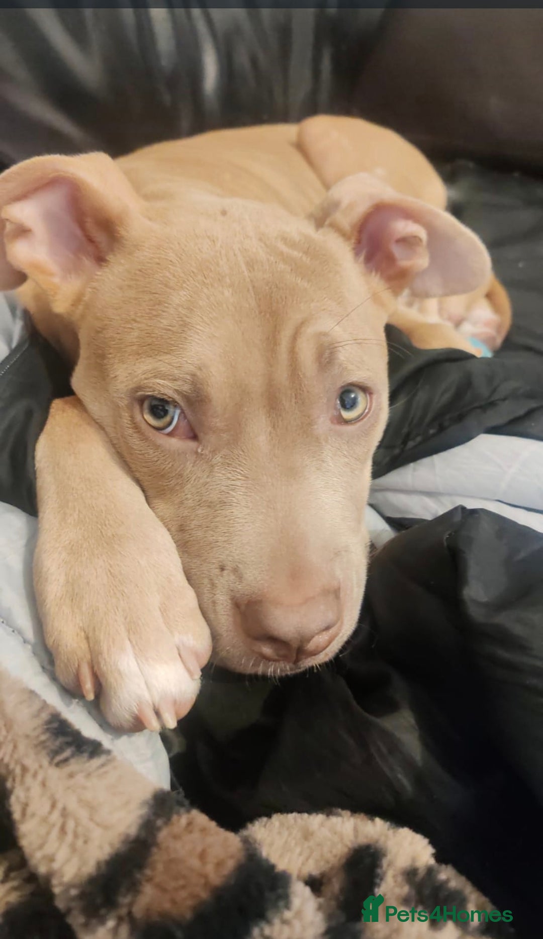 Mixed Breed dogs for sale: 10 month pup looking for forever loving home  - Advert 22