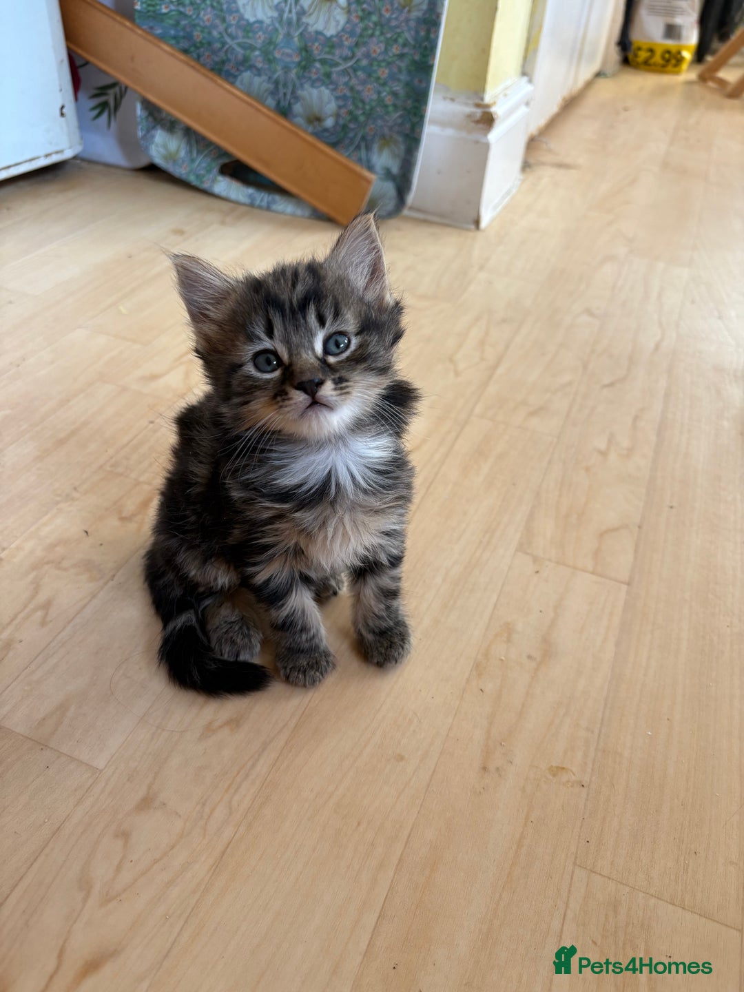British Shorthair cats for sale: 11 SHORTHAIRED AND LONGHAIRED KITTENS - Image 17