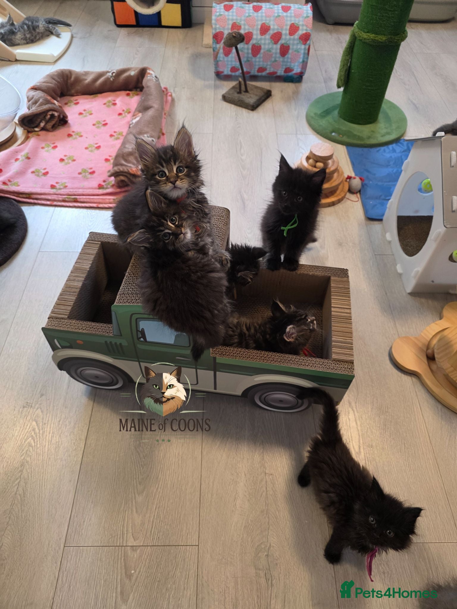 Maine Coon cats Maine coon kittens - Advert 1