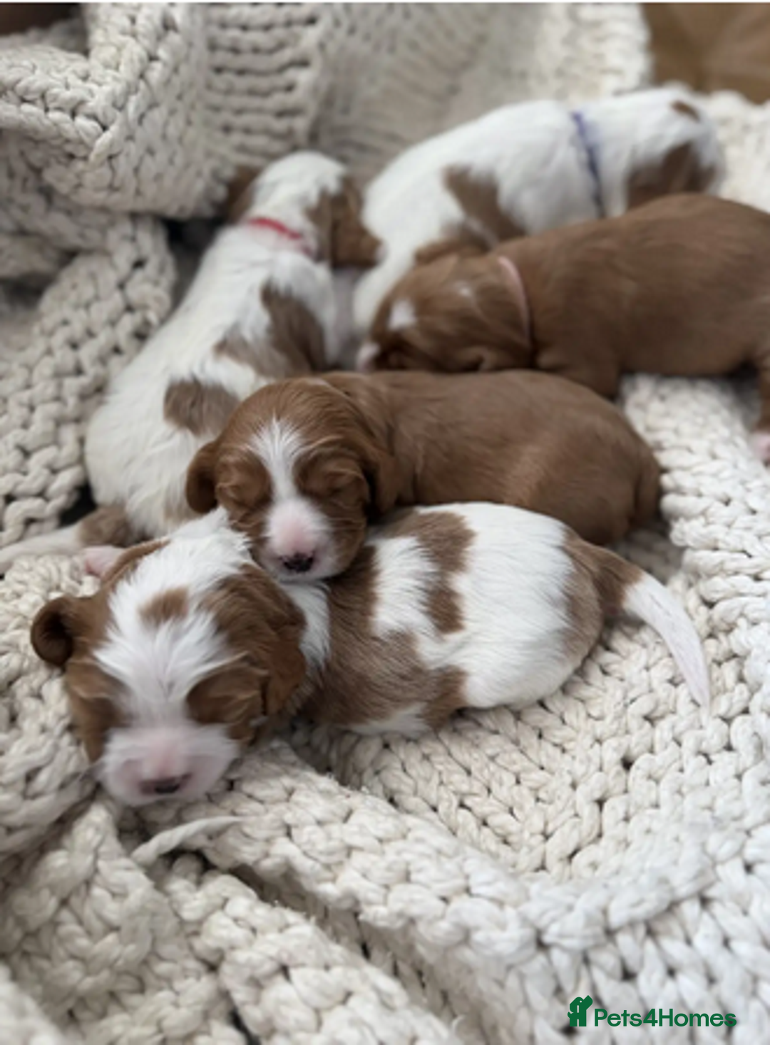 Cavapoo dogs for sale: ✨ Exceptional Toy Cavoodles – Carefully Bred - Advert 8