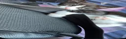 Domestic Shorthair cats for sale: Black and white kitten - Advert 6